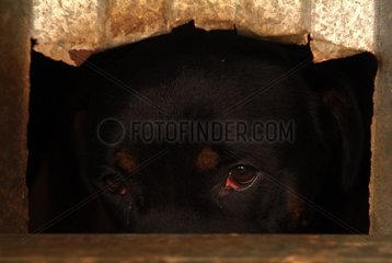 Rottweiler of the S.P.A. looking at outside by a hole France