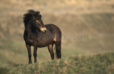 Exmoor Pony Texel Island Netherland