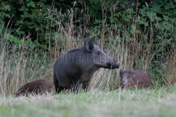 Boar and young searching for food Vosges France