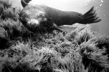 Subantarktische Felllisten unter dem Wasser ile d'amsterdam