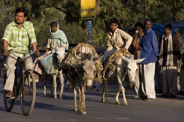 Carrying Asses in a street in a city Uttar Pradesh India