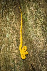 Eyelash Viper on a tree trunk (Bothriechis schlegelii)  Cahuita national park  Costa Rica