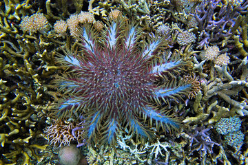 Crown-of-thorns sea star (Acanthaster planci) feeding on coral reef  Sulawesi.