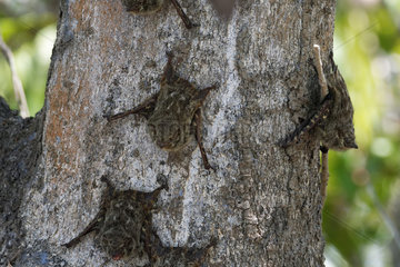 Proboscis bat (Rhynchonycteris naso) on a trunk  Pantanal  Brazil