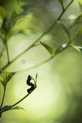 Gonodonta bidens caterpillar eating  Tenorio Volcano National Park  Costa Rica