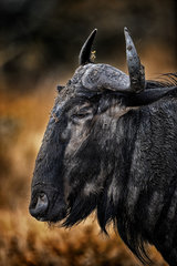 Portrait of Blue Wildebeest (Connochaetes taurinus)  Hluhluwe-Umfolozi  South Africa