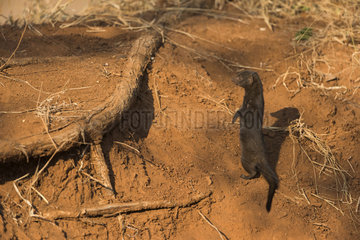 Dwarf Mongoose (Helogale parvula) keep a watch  Kruger national park  South Africa