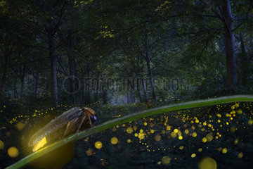Firefly group in forest  Po River  Italy