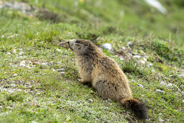 Alpine Marmot (Marmota marmota) in spring  Trabesses Pass  Pyrenees  France