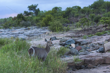 Waterbuck (Kobus ellipsiprymnus) Female feeding grass  Kruger national park  South Africa
