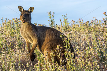 Western Gray Kangaroo (Macropus fuliginosus fuliginosus) endemic to Kangaroo island  South Australia
