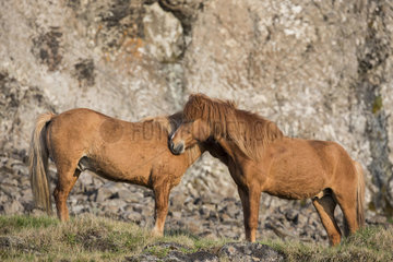 Iceland pony  Iceland