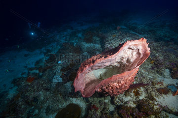 Barrel sponge (Xestospongia muta) on the edge of the second falling  about 50 meters deep. Mayotte