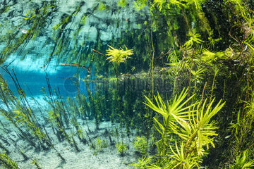 Underwater plants reflected on the surface of the spring  Bonito  Mato Grosso do Sul  Brazil