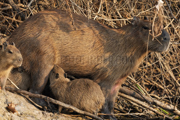 Capybara (Hydrochoerus hydrochaeris) female feeding babies  Pantanal  Brazil