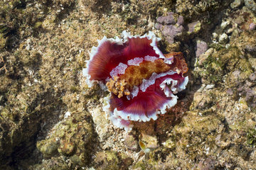 Spanish dancer  Unidentified species  on the flat at low tide. New Caledonia.