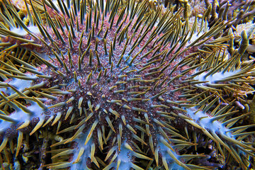 Crown-of-thorns sea star (Acanthaster planci) feeding on coral reef  Sulawesi.