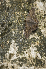 Black witch moth (Ascalapha odorata) on a tree trunk  Cahuita national park  Costa Rica
