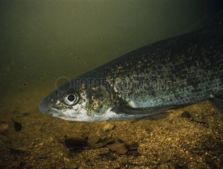 Northern straight-mouth nase  Pseudochondrostoma duriense  head detail. Spawning male with characteristic nuptial tubercles on head. Digital composite. Portugal. Composite image