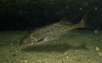 Elephantnose fish  Marcusenius angolensis. Composite image. Portugal. Composite image