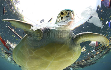 Sea turtle eating plastic bag. Plastic bags and other plastic garbage are often ingested by marine animals confusing it with real food and end up with serious obstructions of the digestive tract and dying in great distress. Turtles are particularly susceptible because  underwater  plastic bags look a lot like the jellyfish they usually feed on. Caribbean Sea. Composite image