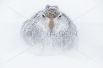 A Mountain Hare (Lepus timidus) rests in a shallow form in the Cairngorms National Park  UK.