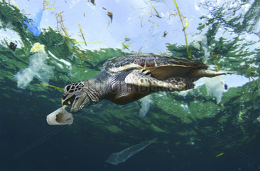 Sea turtle eating a detergent styrofoam cup. Tailand - Composite image. Composite image