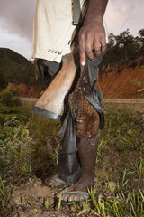 Hunter holding a Insular flying fox (Pteropus tonganus) killed with a shotgun. Endemic species. New Caledonia.