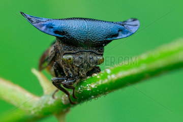 Horned treehopper (Centrotypus sp)