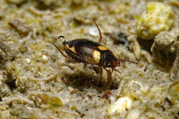 Diving beetle (Hydroporus palustris) in a pond  Prairies du Fouzon  Loir-et-Cher  France