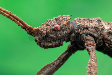 Low angle face shot of a stick insect (Phasmatodea).