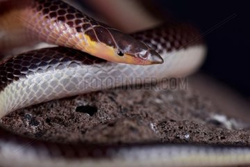 The Striped Quill-snouted Snake (Xenocalamus bicolor lineatus) is a rear-fanged venomous  fossorial snake species found in Southern Africa.