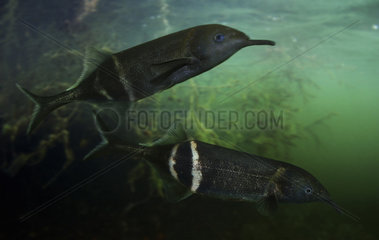 Elephantnose fish  Gnathonemus petersii. Composite image. Portugal. Composite image