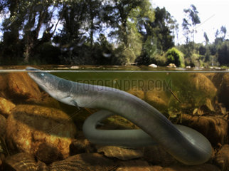 Three-toed amphiuma  Amphiuma tridactylum  breathing at the surface. They live underwater but must make periodic trips to the surface to breathe air. They live in vegetated areas of permanent bodies of slow moving water  such as swamps  ponds and lakes. Amphiuma exhibits one of the largest complements of DNA in the living world  around 25 times more than a human. Composite. From Alabama  U.S.A.. Composite image