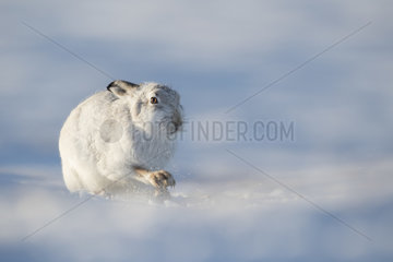 Mountain Hare (Lepus timidus) digs for Heather on the plateau in the Cairngorms National Park  UK.