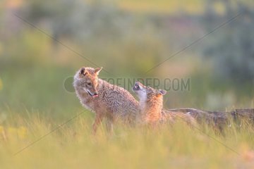 European jackal (Canis aureus moreoticus) pair  Danube Delta  Romania