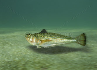 Lesser weever  Echiichthys vipera. Swiming. Composite image. Portugal.. Composite image
