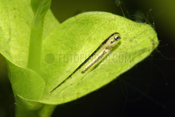 Newt larva in a pond  Prairie Fouzon  Loir-et-Cher  France