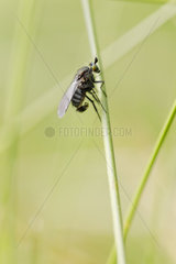 Longlegged Fly (Dolichopus sp) male on stem  Forlet peat bog  Soultzeren  Alsace  France