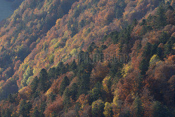 Autumnal forest landscape of the Hohneck region  Ballons des Vosges Regional Natural Park  France