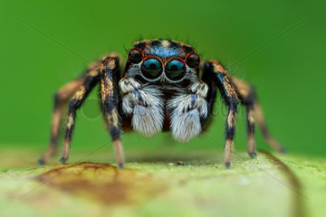 Portrait shot of a male jumping spider (Salticidae - Echeclus sp.)