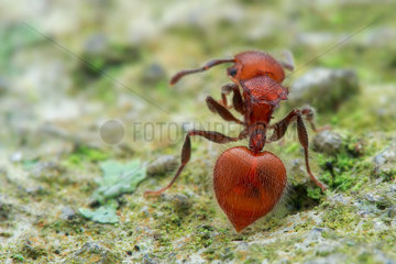 Ant (Meranoplus castaneus)