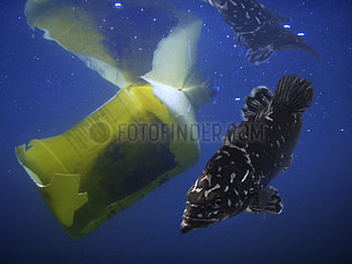 Young Wreckfish  Polyprion americanus  close to garbage plastic bottle. Floating objects offer protection for young fishes in the middle of all the the oceanic vastness. Composite image. Portugal. Composite image