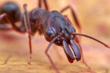 Portrait of a Trap-jaw ant (Odontomachus simillimus)