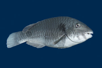 Mediterranean Parrotfish (Sparisoma cretense) male  Tenerife. Fish of the Canary Islands