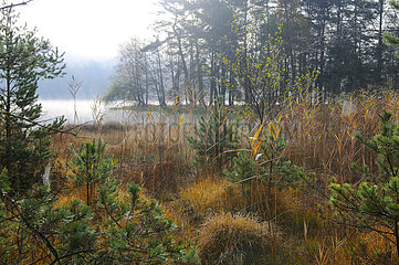 Hanau pond in autumn  Vosges du Nord Regional Nature Park  France