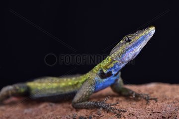 The Mozambique flat lizard (Platysaurus intermedius nyasae) is found in Malawi and central Mozambique.