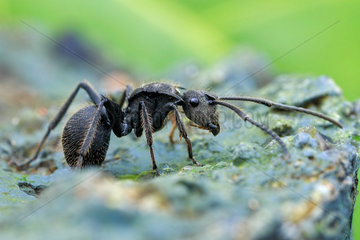 Black spiny ant (Polyrhachis sp.)