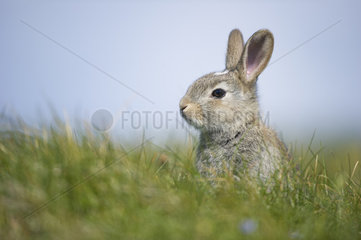 European rabbit (Oryctolagus cuniculus) sitting on grass  Shetland  Scotland