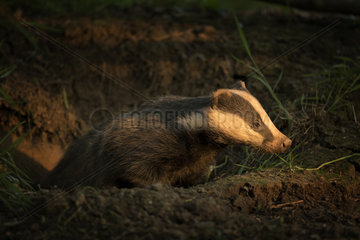 A yearling Badger emerges from her sett in the Peak District National Park  UK With a small beam of light extending across the woodland floor  this young male emerged from his sett.